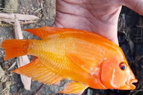 Mengenal Ikan Red Devil Si Ikan Hias Predator Yang Mengancam Para Ikan