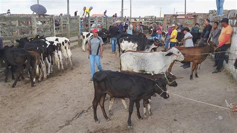 DIRETO DA FEIRA DO GADO EM CAPOEIRAS PE 05 01 2024 Nordeste YouTube