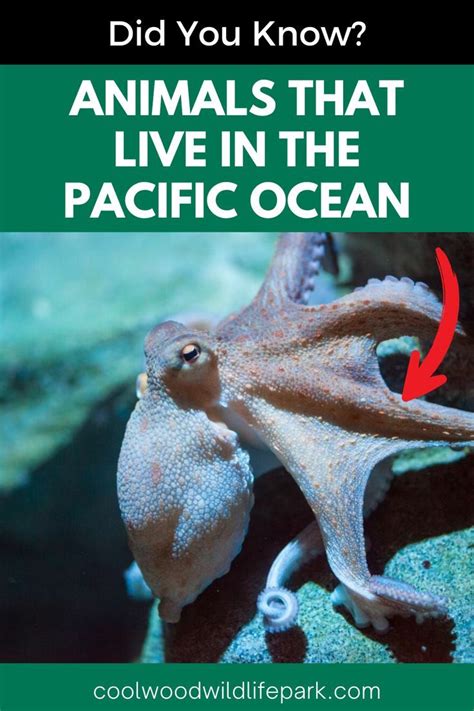 Animals That Live In The Pacific Ocean | Pacific ocean, Ocean, Pacific