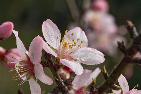 Amendoeira Flores Orvalho Gota De Foto Gratuita No Pixabay Pixabay