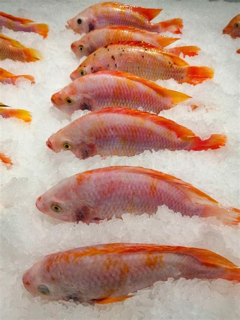 Tilapia Ice Stock Photos Free Royalty Free Stock Photos From