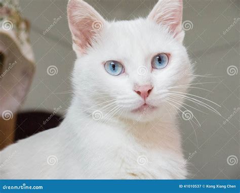 White cat stock image. Image of smug, sleepy, civet, self - 41010537