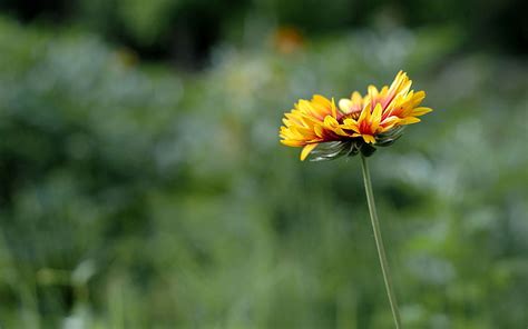 Yellow And Red Gaillardia Pulchella Flower Flower Field Grass Hd