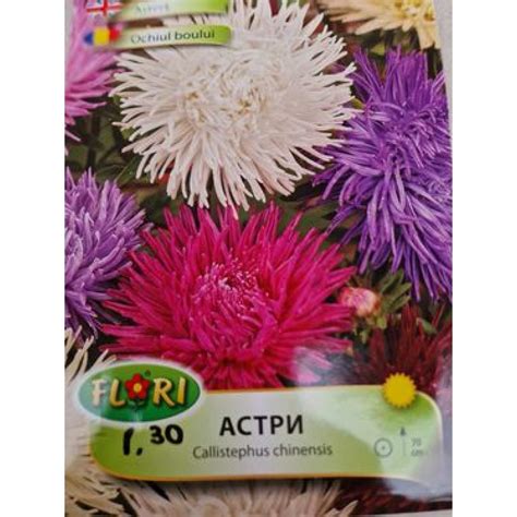 Астри Кралски от Plants.bg с отлична цена