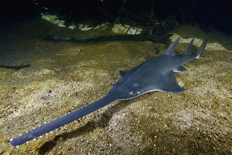 Largetooth Sawfish – Sawfish Conservation & Research