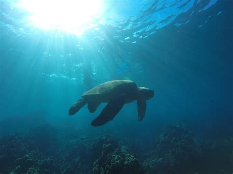 Keliis Kayak Tours Kihei Atualizado 2022 O Que Saber Antes De Ir