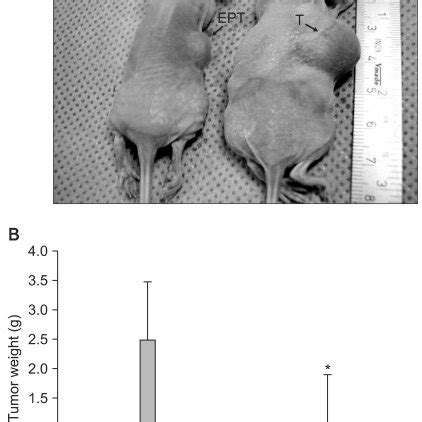 The Effect Of Eupatilin On The Growth Of Xenografted Human Gastric