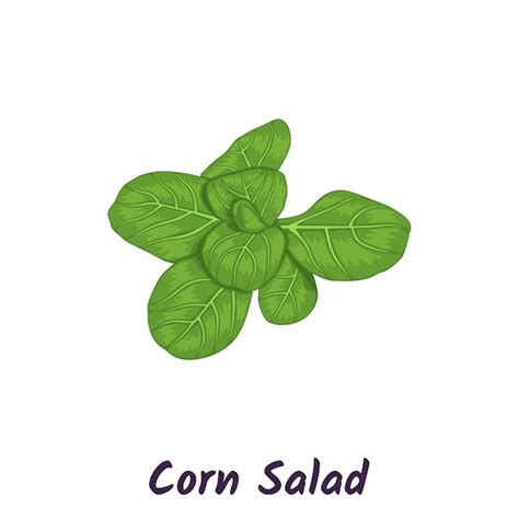 Premium Vector Corn Salad Plant Lamb39s Lettuce Vector Illustration