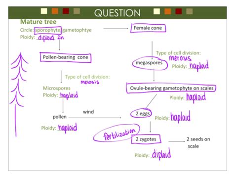 Plant Bio Mid Mid Term Lecture 16 Flashcards Quizlet