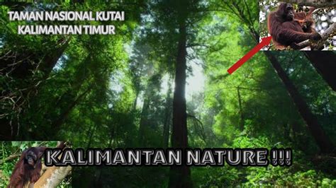 HUTAN KALIMANTAN Taman Nasional Kutai Kalimantan Timur RIMBA