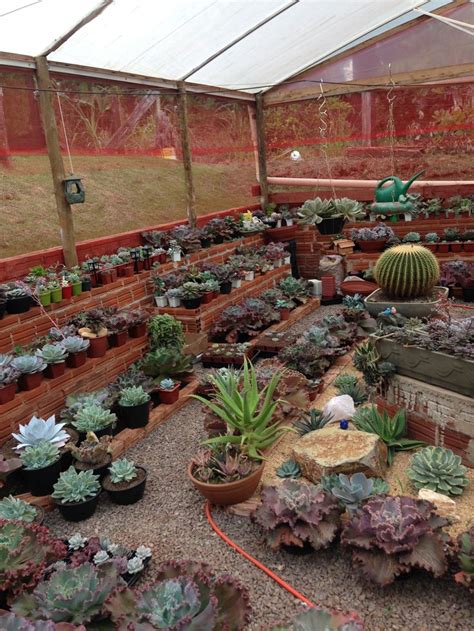 Pin By Sirlei Lima On Apaixonada Por Suculenta Succulents Plants Garden