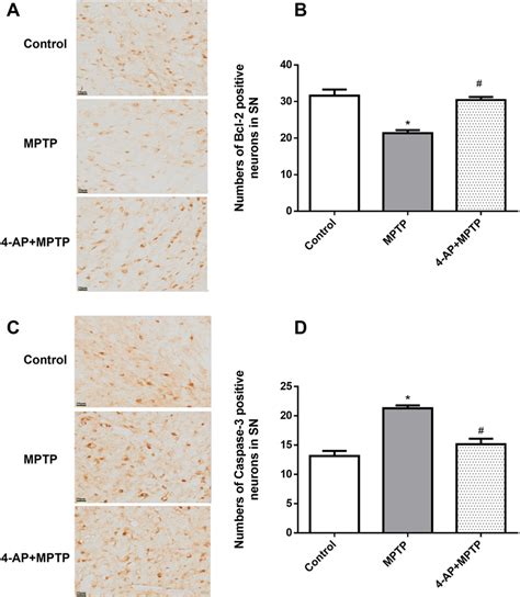 Effects Of 4 AP On Bcl 2 And Caspase 3 Activities In The MPTP Lesioned