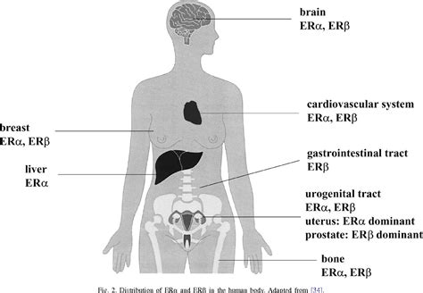 Pdf The Biological Role Of Estrogen Receptors And In Cancer