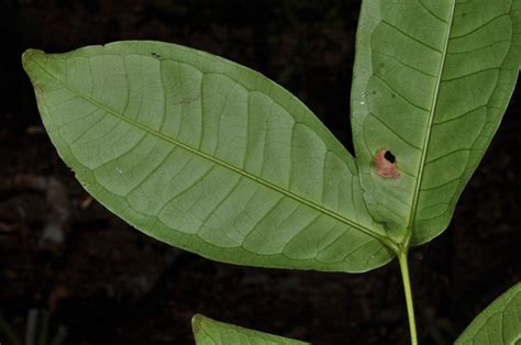 Syzygium Aqueum Myrtaceae Image 42470 At PhytoImages Siu Edu