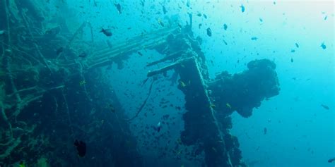 Diving the Aliwal Shoal reef in South Africa with Dive the Big 5