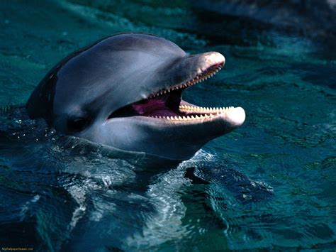 Dolphin Wallpaper Swim - WallpaperSafari