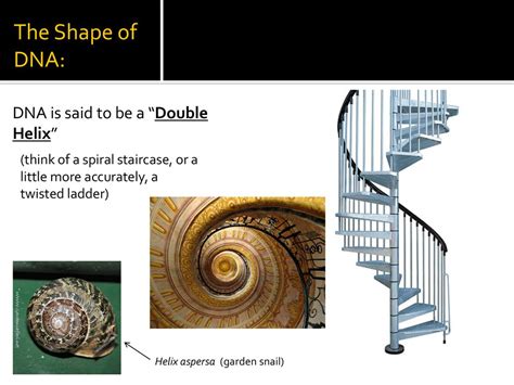 Dna Structure And Replication Ppt Download