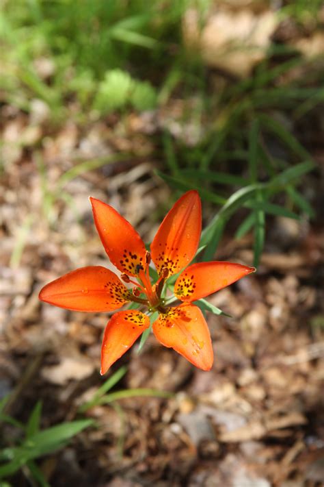 Restoring a Pitch Pine-Oak Upland Forest at Norcross Wildlife Sanctuary
