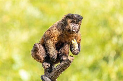 Premium Photo Tufted Capuchin Monkey Sapajus Apella Aka Macaco