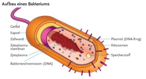 Biologie 01 Grundlagen Karteikarten Quizlet