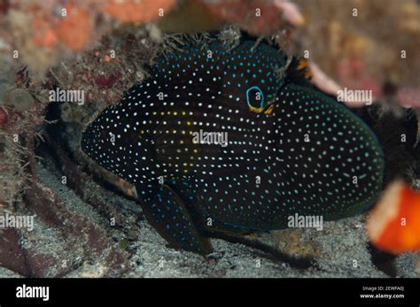 Comet Calloplesiops Altivelis Night Dive Maluku Divers House Reef