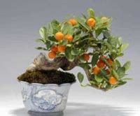 Calamondin Orange Bonsai Tree