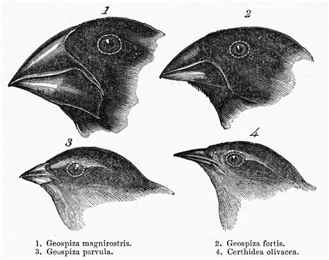 Darwin Galapagos Finches Nthe Page From A 19Th Century Edition Of