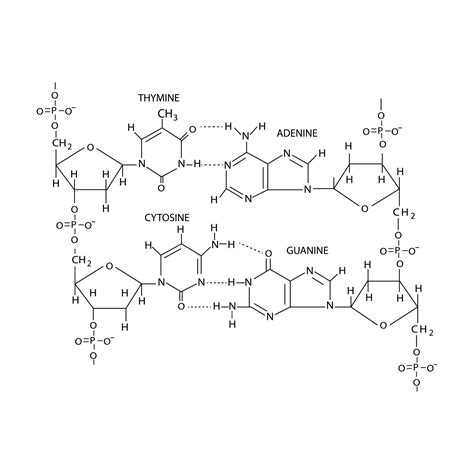 estrutura química do dna isolada no fundo branco 15274060 Vetor no Vecteezy