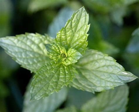 Comment Faire Pousser De La Menthe Et L Emp Cher De Prendre Le Dessus