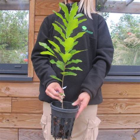 Roble Japonés Venta Roble Japonés Quercus Acutissima