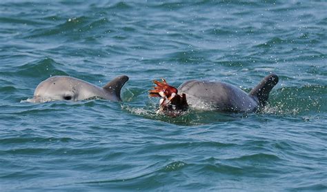 Bunbury Dolphins Serve Up Calamari For Dinner Australian Geographic