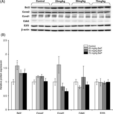 Western Blot Analysis Of Bcl2 Ccne2 Ccnd1 Cdk6 And E2f3 Protein