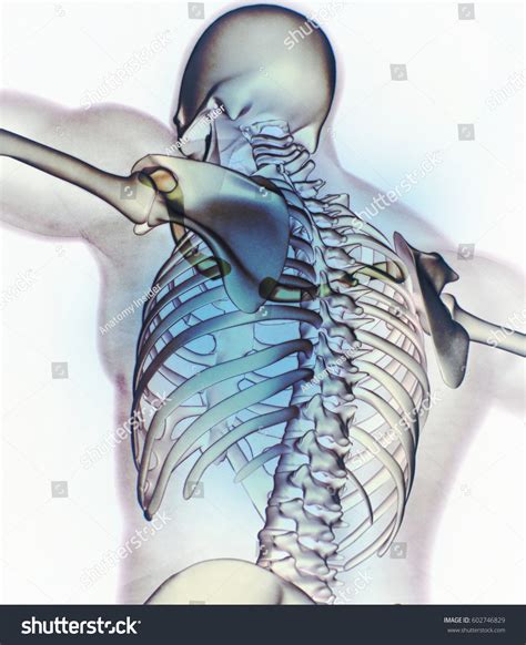 Xray Image Human Anatomy Torso Skeletal Stock Illustration 602746829