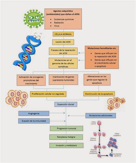 BASES MOLECULARES DEL CÁNCER 3 Biología celular del Cáncer