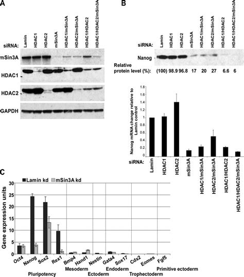 Rna Interference Knockdown Of Msin A Hdac Complex Members Affects Nanog