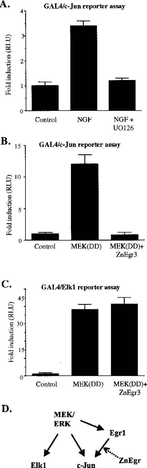 Figure From A Dominant Negative Egr Inhibitor Blocks Nerve Growth