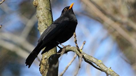 Le Chant Du Merle Noir Et Le Retour Des Migrateurs Annoncent Le