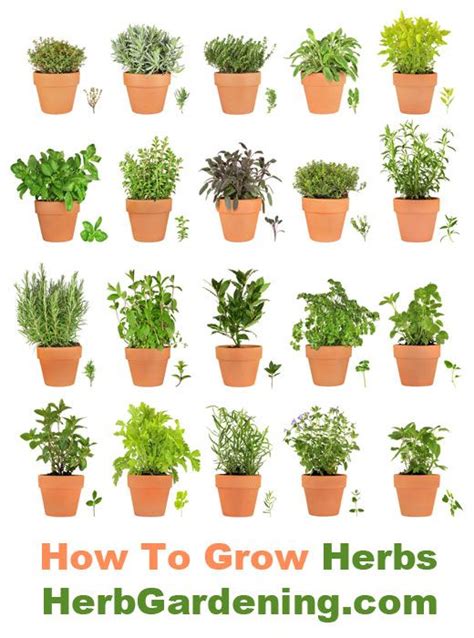 Very Thorough Info On Growing A Wide Variety Herbs Veggie Garden