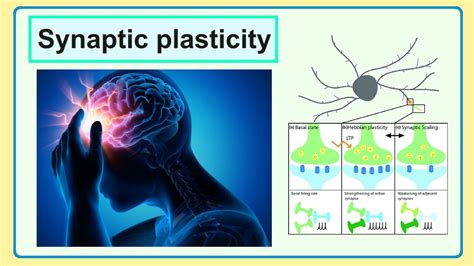 Synaptic Plasticity YouTube