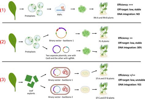 Frontiers A Comparison Of Three Different Delivery Methods For