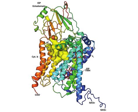 Homology Model For Cytochrome B Cyb And Iron Sulfur Protein Isp