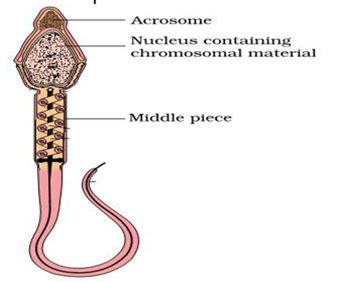 How To Draw Hentai Sperm Telegraph