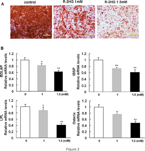 PDF The Oncometabolite R 2 Hydroxyglutarate Produced By Mutant IDH