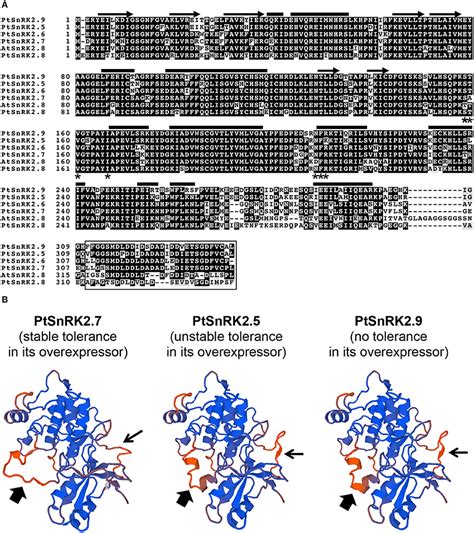 Frontiers Heterologous Overexpression Of Poplar Snrk Genes Enhanced