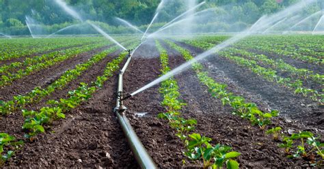 Pianeta PSR L Uso Sostenibile Dell Acqua In Agricoltura Nel Quadro