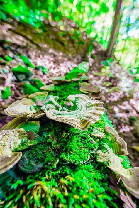 Seta Que Crece En Un Rbol Muerto En Los Bosques Imagen De Archivo