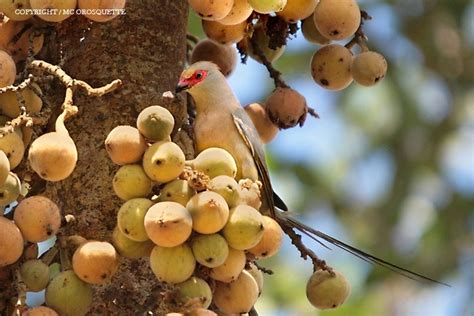 Urocolius Indicus Red Faced Mousebird