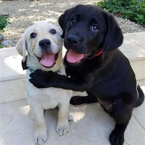 Two Puppies Hugging