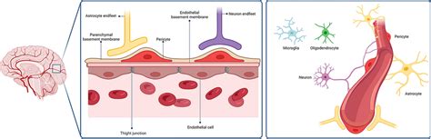 Representation Of The Neurovascular Units Structure NVU And Its