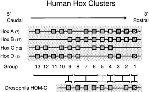 Schematic Representation Of Human Hox Genes Clusters Download